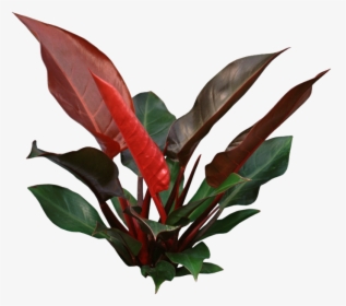 Indoor Plants Top View Png - Philodendron Red Thin Leaves, Transparent Png, Free Download