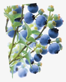Blueberries With Branch, HD Png Download, Free Download