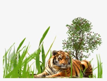Long Grass Transparent Background Png - Tiger Background Hd Png, Png Download, Free Download