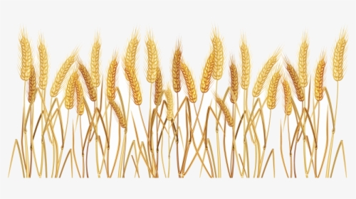 Wheat Tall Grass Transparent Background Clipart Png - Png Transparent Wheat Transparent Background, Png Download, Free Download