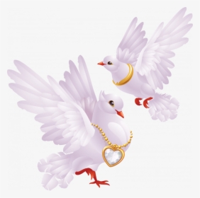 Now You Can Download Pigeon Png In High Resolution - Good Evening Beautiful Lovely, Transparent Png, Free Download