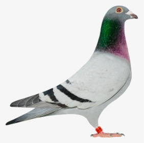 Homing Pigeon Columbinae Rock Dove Stock Dove Bird - Hooymans Harry Birdy, HD Png Download, Free Download