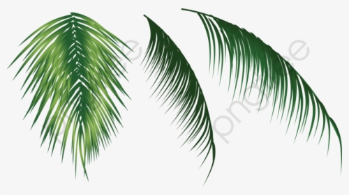 Coconut Leaves Clipart - Coconut Tree Leaf Png, Transparent Png, Free Download