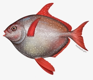 Illustration Of An Opah - Opah Noaa, HD Png Download, Free Download