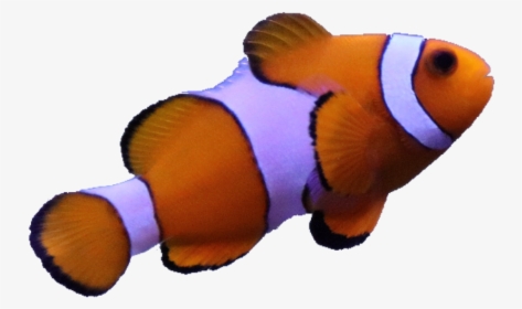 Fish Anemone Nimo Real Animal Sea Orange White Fish Hd