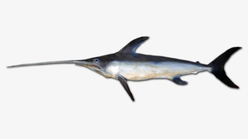 File - Swordfish-0026a - דג חרב, HD Png Download, Free Download