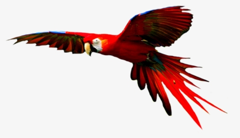 Png Transparent Images All - Colorful Flying Birds Png, Png Download, Free Download