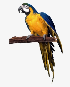Parrot Png Images, Free Download - Parrot Transparent Background, Png Download, Free Download