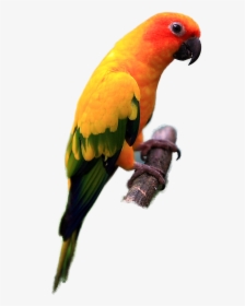 Parrot Sun Conure Png - Sun Conure Bird Png, Transparent Png, Free Download