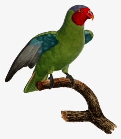Budgerigar Parrot Lovebird Parakeet - Carolina Parakeet Transparent, HD Png Download, Free Download