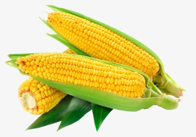 Transparent Corn Png - Кукуруза Картинки Для Детей, Png Download, Free Download