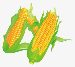 Corn On The Cob Maize Food - Maize, HD Png Download, Free Download