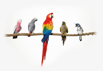 Indian Parrot Png, Transparent Png, Free Download