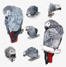 African Grey Parrot Painting, HD Png Download, Free Download