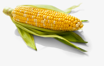 Corn - Corn Kernels, HD Png Download, Free Download