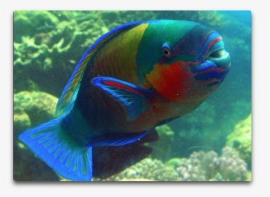 Colorful Parrotfish, HD Png Download, Free Download