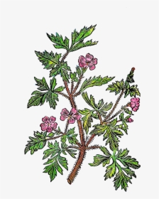 Twig Plant Stem Leaf Tree Botanical Illustration - Juniper, HD Png Download, Free Download