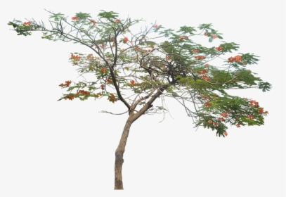 Royal Poinciana Png, Transparent Png, Free Download