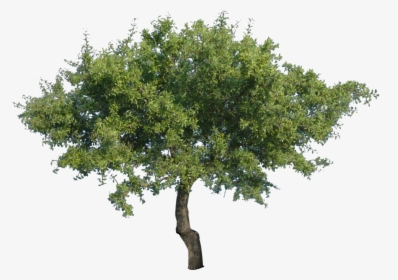 Multi Stem Tree Png - Дерево Пнг, Transparent Png, Free Download