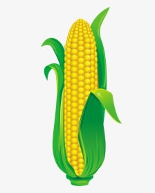 Corn Illustration Png, Transparent Png, Free Download
