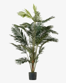 Palm Tree Plant Png, Transparent Png, Free Download
