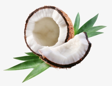 Coconut1 - Open Coconut, HD Png Download, Free Download