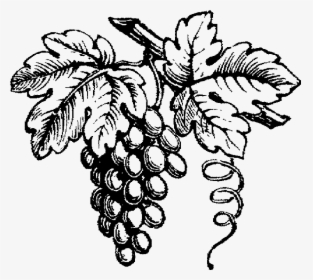 Grape Drawing Wine - Black And White Wine Grapes, HD Png Download, Free Download