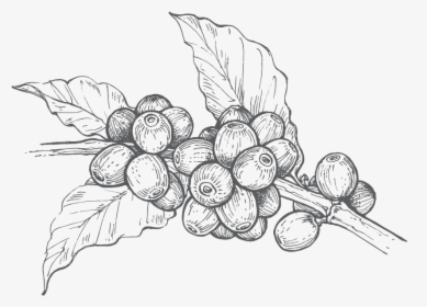 Grape,line Art,leaf,grapevine Family,plant,black And - Granos De Cafe Png, Transparent Png, Free Download
