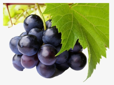 Black Grapes Png Free Images - Black Grape Fruit Hd, Transparent Png, Free Download