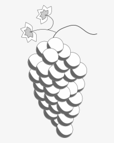 Grapes Line Art Clip Arts - รูป วาด ผล ไม้ องุ่น, HD Png Download, Free Download