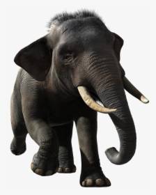 Elephant, Indian, Animal, Wildlife, Mammal, Proboscis - Indian Elephant, HD Png Download, Free Download