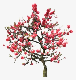 Red-bud - University Of Maryland University College, HD Png Download, Free Download