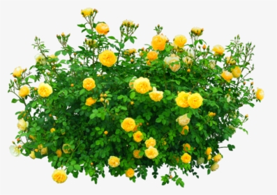 #flowers #bush #yellow #nature - Flower Bush Transparent Background, HD Png Download, Free Download