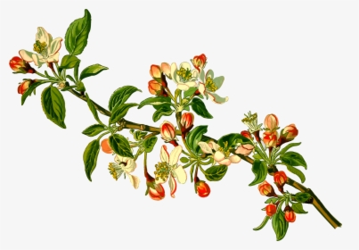 Apple Tree Png - Apple Botanical Illustration, Transparent Png, Free Download
