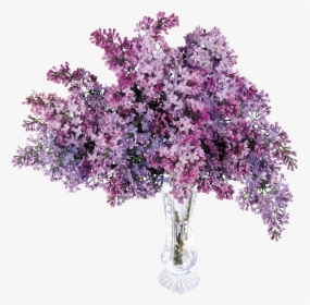 Lilac Tree Png - Transparent Lilac, Png Download, Free Download