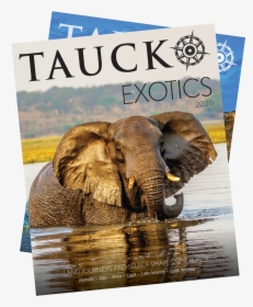 Tauck Exotics - Indian Elephant, HD Png Download, Free Download