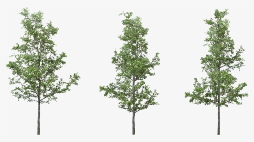 Png Cut Out Trees Photoshop , Png Download - Png Tree For Photoshop, Transparent Png, Free Download