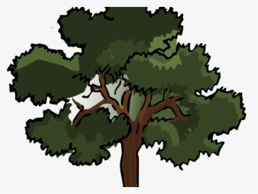 Tree Cartoon Png - Color Oak Tree Drawing, Transparent Png, Free Download