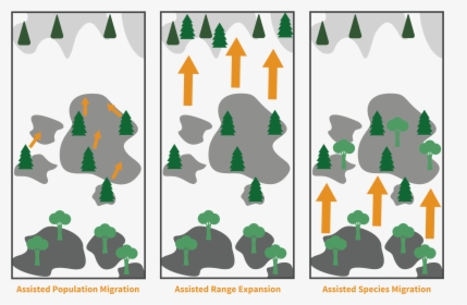 Tree Assisted Migration, HD Png Download, Free Download
