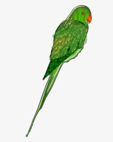 Parrot Clip Arts - Drawn Green Parrot, HD Png Download, Free Download