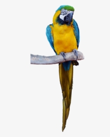 Real Tropical Bird Png, Transparent Png, Free Download