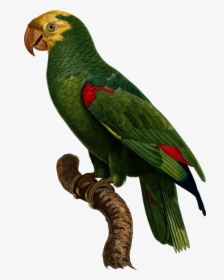 Transparent Parakeet Png - Yellow-crowned Amazon, Png Download, Free Download