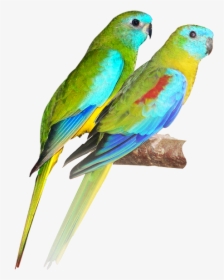 Turquoise Parrot, HD Png Download, Free Download