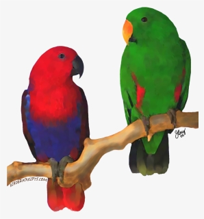 Eclectus Pair, Digital Oil Bird Perch, Parrot Toys, - Eclectus Parrot Female Transparent, HD Png Download, Free Download