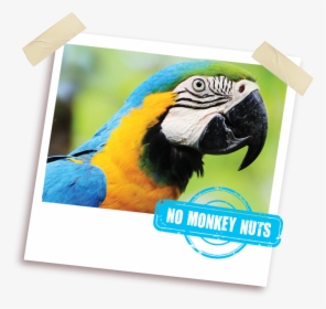 Parrot, HD Png Download, Free Download