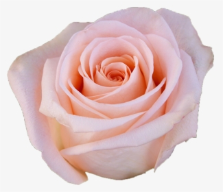 Transparent Pink Flowers Png - Light Pink Rose Png, Png Download, Free Download