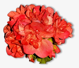 Home Flowers, Pelagonia, Png - Gėlės Png, Transparent Png, Free Download