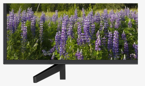 65 - Sony Tv X70f 65 Inch, HD Png Download, Free Download