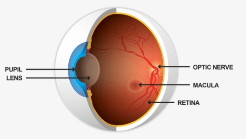 Illustration Showing Cross-section Of The Eye, Including - Circle, HD Png Download, Free Download