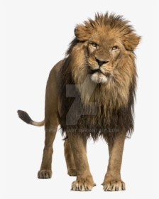 Adult Lion Transparent Background Prussiaart - Lion With White Background, HD Png Download, Free Download